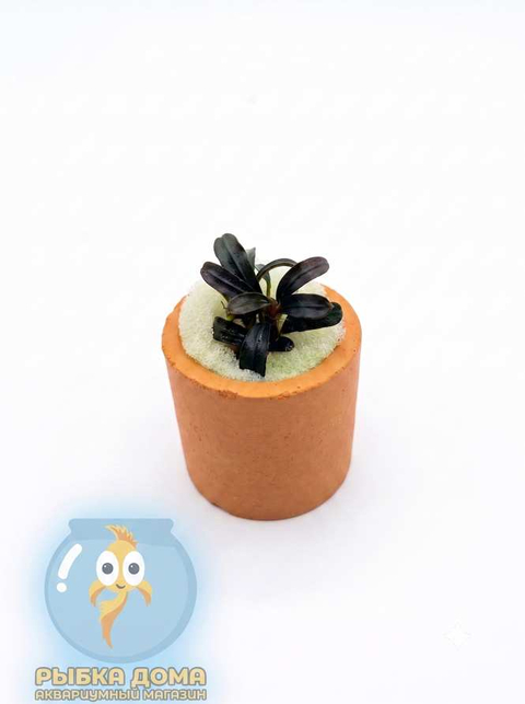 БУЦЕФАЛАНДРА КРАСНАЯ МИНИ - Bucephalandra red mini