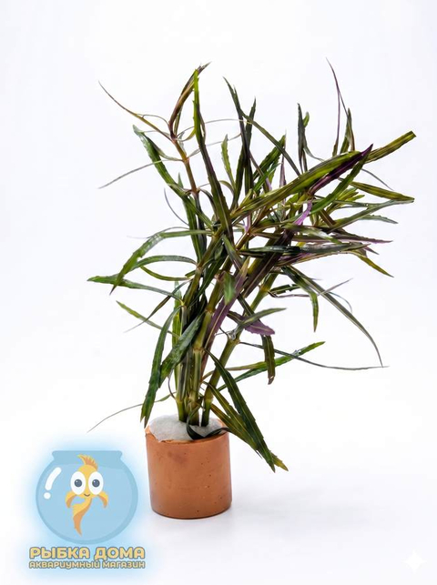 ПОГОСТЕМОН СТЕЛЛАТУС - Pogostemon stellatus