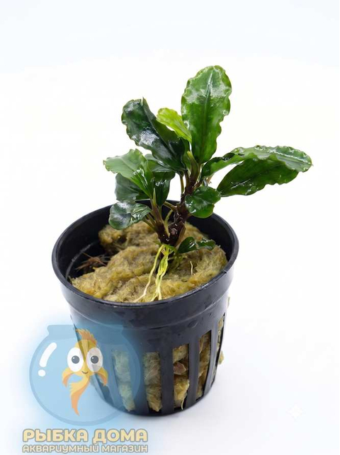 БУЦЕФАЛАНДРА ЗЕЛЕНАЯ ВОЛНА - Bucephalandra green wavy