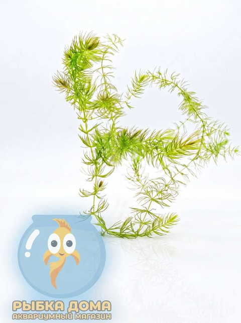 РОГОЛИСТНИК - Ceratophyllum ветка 30см