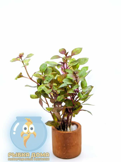 ЛЮДВИГИЯ МИНИ СУПЕР РЕД - Ludwigia Mini Super Red