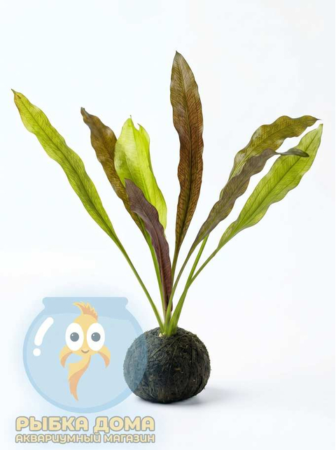 Растение на кочке ЭХИНОДОРУС РОЗЕ - Echinodorus Rose