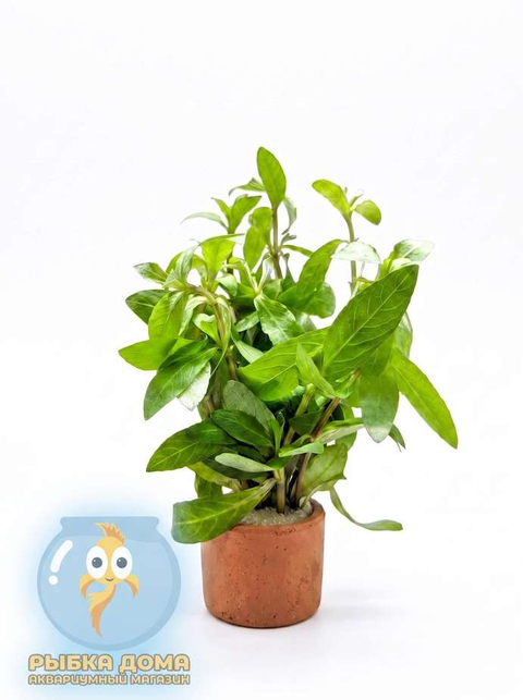 ГИГРОФИЛА МНОГОСЕМЕННАЯ - Hygrophila polysperma