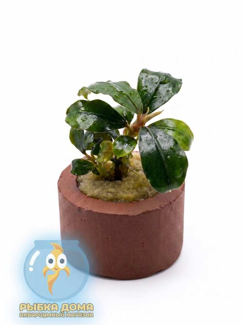 БУЦЕФАЛАНДРА ПАНДОРА КОРОЛЕВСКАЯ - Bucephalandra sp. pandora queen
