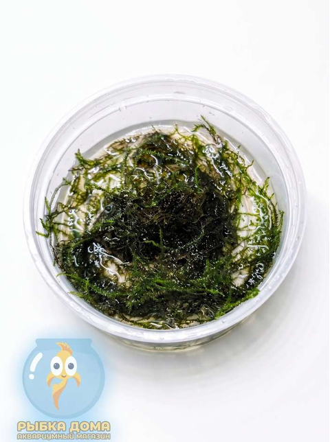 МОХ ТАЙВАНЬ - Moss taiwan