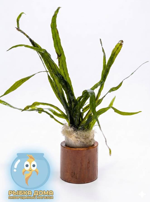 ПАПОРОТНИК УЗКОЛИСТНЫЙ - Microsorum pteropus Narrow Leaf
