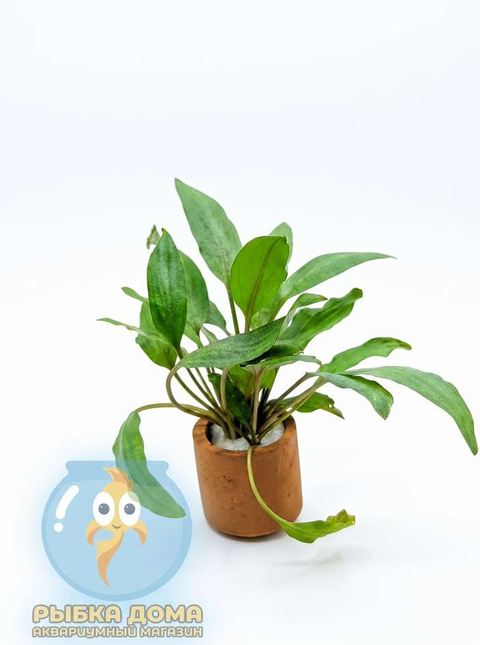 КРИПТОКОРИНА ПЕТЧИ - Cryptocoryne petchii