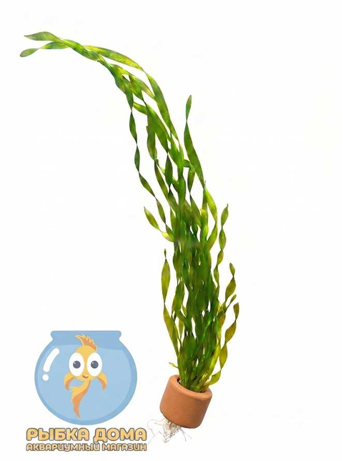 ВАЛЛИСНЕРИЯ СПИРАЛЬНАЯ - Vallisneria spiralis