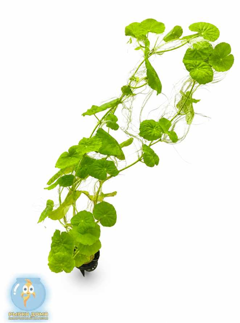 ГИДРОКОТИЛА БЕЛОГОЛОВАЯ - Hydrocotyle leucocephala