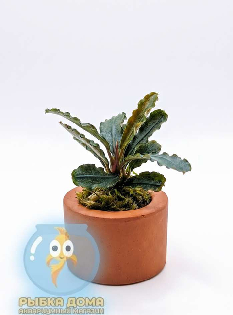 БУЦЕФАЛАНДРА ТЕМНЫЙ ФАНТОМ - Bucephalandra dark phantom
