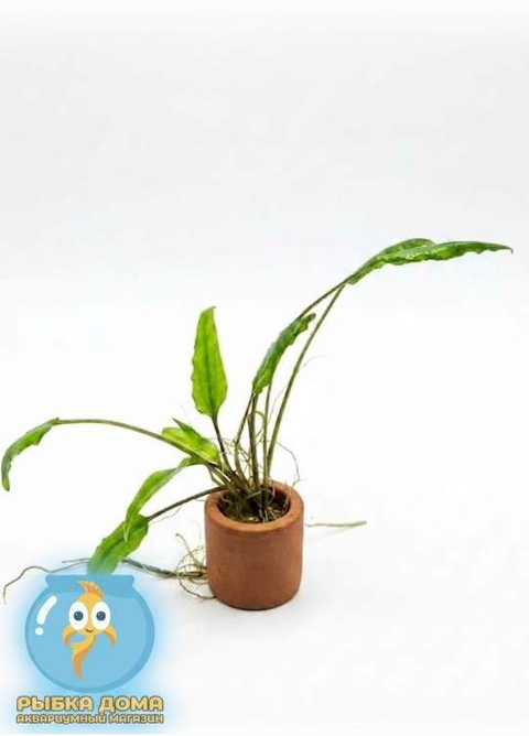 КРИПТОКОРИНА ВЕНДТА ЗЕЛЕНАЯ - Cryptocoryne wendtii "Green"