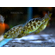 ЛЕОПАРД ЗОЛОТОЙ 4-5см - Haplochromis venustus