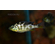 ЛЕОПАРД ЗОЛОТОЙ 4-5см - Haplochromis venustus