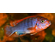 ЛАБИДОХРОМИС КИМПУМА 4см - Labidochromis Hongi