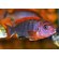 ЛАБИДОХРОМИС КИМПУМА 4см - Labidochromis Hongi