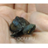 Черепаха Мускусная - Sternotherus odoratus