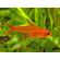 ТЕТРА АМАНДА - Hyphessobrycon Amandae