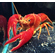 РАК ФЛОРИДСКИЙ КРАСНЫЙ 7см - Procambarus clarkii