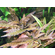 КРИПТОКОРИНА ТРОПИКА - Cryptocoryne Tropica