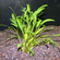 КРИПТОКОРИНА ЛЮТЕЯ - Cryptocoryne lutea
