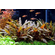 КРИПТОКОРИНА ВЕНДТА КОРИЧНЕВАЯ / ALEXAM - Cryptocoryne wendtii «Brown»