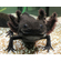 Чёрный бархатный аксолотль (melanistic axolotl) — меланистическая морфа аксолотля, возникающая в результате избытка тёмного пигмента меланина. Это не дикая форма, а результат селекции в неволе, направленной на создание максимально насыщенного чёрного окраса.