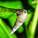 Melanoides tuberculata (песчаная мелания) — вид тропических улиток семейства Thiaridae.