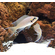ПРИНЦЕССА БУРУНДИ - Neolamprologus brichardi