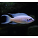 ПРИНЦЕССА БУРУНДИ - Neolamprologus brichardi