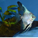 СКАЛЯРИЯ ПАРАИБА БОЛГАРСКАЯ ЖЕМЧУЖИНА - Pterophyllum Bulgarian Seal Point