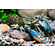Австралийский красноклешневый рак (Cherax quadricarinatus) — пресноводное ракообразное из отряда десятиногих раков. Также известен как «рак Красный коготь».