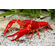 РАК ФЛОРИДСКИЙ КРАСНЫЙ 7см - Procambarus clarkii