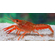 РАК ФЛОРИДСКИЙ КРАСНЫЙ 7см - Procambarus clarkii