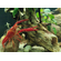 РАК ФЛОРИДСКИЙ КРАСНЫЙ 7см - Procambarus clarkii