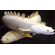 ПОЛИПТЕРУС СЕНЕГАЛЬСКИЙ АЛЬБИНОС 6-7см - Polypterus bichir albinotica