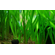 ВАЛЛИСНЕРИЯ ГИГАНСКАЯ - Vallisneria gigantea