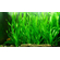 ВАЛЛИСНЕРИЯ ГИГАНСКАЯ - Vallisneria gigantea