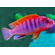 ЛАБИДОХРОМИС КИМПУМА 4см - Labidochromis Hongi