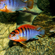 ЛАБИДОХРОМИС КИМПУМА 4см - Labidochromis Hongi