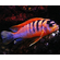 ЛАБИДОХРОМИС КИМПУМА 4см - Labidochromis Hongi