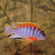 ЛАБИДОХРОМИС КИМПУМА 4см - Labidochromis Hongi