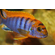 ЛАБИДОХРОМИС КИМПУМА 4см - Labidochromis Hongi