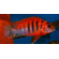 ЛАБИДОХРОМИС КИМПУМА 4см - Labidochromis Hongi