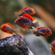 ЛАБИДОХРОМИС КИМПУМА 4см - Labidochromis Hongi