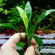 АНУБИАС КОНГЕНСИС МИНИ - Anubias congensis mini