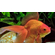 ВУАЛЕХВОСТ КРАСНЫЙ 4-5см золотая рыбка - Сarassius auratus