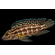 ЮЛИДОХРОМИС МАРЛИЕРА - Julidochromis marlieriЮЛИДОХРОМИС МАРЛИЕРА - Julidochromis marlieri