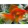 ВУАЛЕХВОСТ КРАСНО-БЕЛЫЙ  4-5см золотая рыбка - Сarassius auratus
