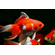 ВУАЛЕХВОСТ КРАСНО-БЕЛЫЙ  4-5см золотая рыбка - Сarassius auratus