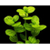 ЛИНДЕРНИЯ КРУГЛОЛИСТНАЯ (Lindernia rotundifolia)